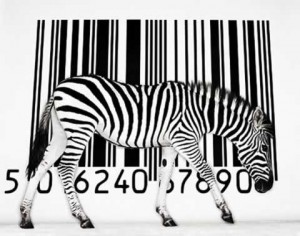 zebra[1]