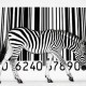 zebra[1]